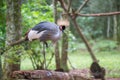 Gray Crowned Crane bird posing in Brazil Royalty Free Stock Photo
