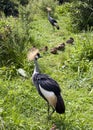 Gray crowned crane birds