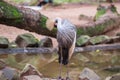 Gray Crowned Crane exotic bird in Brazil Royalty Free Stock Photo