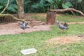 Gray Crowned Crane exotic bird in Brazil Royalty Free Stock Photo