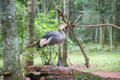 Gray Crowned Crane exotic bird in Brazil Royalty Free Stock Photo