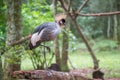 Gray Crowned Crane exotic bird in Brazil Royalty Free Stock Photo