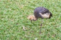 Gray Crowned Crane exotic bird in Brazil Royalty Free Stock Photo