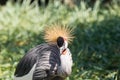 Gray Crowned Crane in Mapungubwe National Park, Limpopo, South Africa