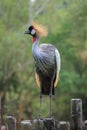 Gray crowned crane