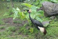 Gray crowned crane on the side river