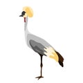 Gray crowned crane vector illustration. Isolated.