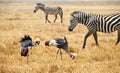 Gray Crowned Crane and zebras Royalty Free Stock Photo