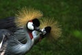 Gray Crowned Cranes