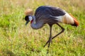 The gray crowned crested Crane National symbol and the national bird of Uganda