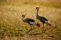 The gray crowned crested Crane National symbol and the national bird of Uganda