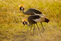 The gray crowned crested Crane National symbol and the national bird of Uganda