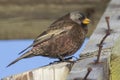 Gray-crowned rosy finch on the Commander Islands winter day