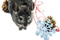 A gray cute chinchine chick is sitting near the red beads against the blue snowflakes and ÃÂhristmas tree cone