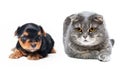 Gray cute domestic cat and pretty puppy lies isolated on a white background