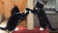 Fluffy kittens playing