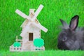 Gray cute rabbit with wooden windmill toy house , isolate on green background