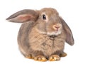 Gray cute young rabbit sitting isolated on white background. Royalty Free Stock Photo