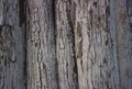 Gray cypress trunk wavy surface