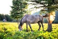 Gray dapple horse with its tail waving Royalty Free Stock Photo