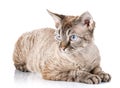 Gray devon rex cat with big ears lying on white