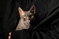 a Devon Rex cat Royalty Free Stock Photo