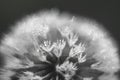 Gray dewy dandelion, grayscale