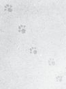 Gray dirty background of natural paper with footprints of dog`s paws