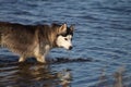 Gray dog breed Siberian husky drinking water in the lake
