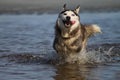 Gray dog breed Siberian husky in the lake