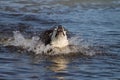 Gray dog breed Siberian husky splashing in the water, splashing around