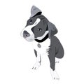 Gray dog with a collar Royalty Free Stock Photo