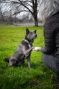 A gray dog gives a paw to a girl Royalty Free Stock Photo