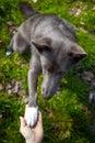 A gray dog gives a paw to a girl Royalty Free Stock Photo