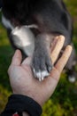 A gray dog gives a paw to a girl Royalty Free Stock Photo