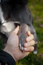 A gray dog gives a paw to a girl