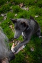 A gray dog gives a paw to a girl Royalty Free Stock Photo