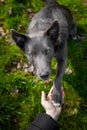 A gray dog gives a paw to a girl Royalty Free Stock Photo