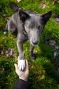 A gray dog gives a paw to a girl Royalty Free Stock Photo