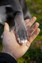 A gray dog gives a paw to a girl Royalty Free Stock Photo