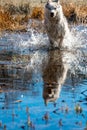 The gray dog of the Siberian Husky breed runs very fast in the water. The predatory wolf hunts in the wild for its prey