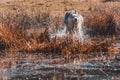 The gray dog of the Siberian Husky breed runs very fast in the water. The predatory wolf hunts in the wild for its prey