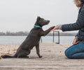 A gray dog with a white chest in a mint-colored collar gives a paw