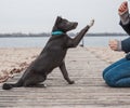 A gray dog with a white chest in a mint-colored collar gives a paw to a girl Royalty Free Stock Photo