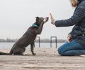 A gray dog with a white chest in a mint-colored collar gives a paw