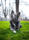 Gray dog with white spots on the green grass Royalty Free Stock Photo