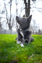 Gray dog with white spots on the green grass Royalty Free Stock Photo