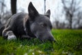 Gray dog with white spots on the green grass Royalty Free Stock Photo