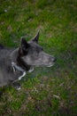 Gray dog with white spots on the green grass Royalty Free Stock Photo