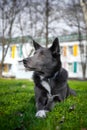 Gray dog with white spots on the green grass Royalty Free Stock Photo